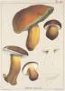 BIGLIETTO CON BUSTA - FUNGHI