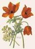 BIGLIETTO BOTANICA - ANEMONE