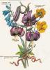 BIGLIETTO BOTANICA - BOUQUET DI FIORI
