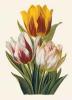 BIGLIETTO BOTANICA - TULIPANI