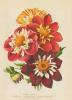BIGLIETTO BOTANICA - DALIE A COLLARE