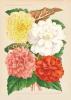 BIGLIETTO BOTANICA - BEGONIE