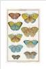 STAMPA BOTANICA 33X44 - FARFALLE - 9 VARIETA'