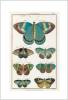 STAMPA BOTANICA 33X44 - FARFALLE - 7 VARIETA'