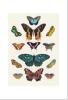 STAMPA BOTANICA 33X44 - FARFALLE - 13 VARIETA'