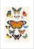 STAMPA BOTANICA 33X44 - FARFALLE - 14 VARIETA'