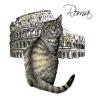 T-SHIRT GATTO ROMA COLOSSEO VERT. MISURA L