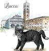 T-SHIRT GATTO LUCCA MISURA L