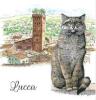 T-SHIRT GATTO LUCCA MISURA L