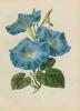 BIGLIETTO BOTANICA - IPOMEA BLU