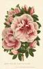 STAMPA VINTAGE 33X44 - BOTANICA AZALEA