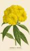STAMPA VINTAGE 33X44 - BOTANICA REINWARDTIA TÉTRAGYNE 