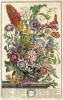 STAMPA VINTAGE 33X44 - BOTANICA FIORI DI AGOSTO